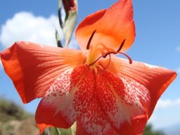 Gladiolus saundersii speckled lower tepals